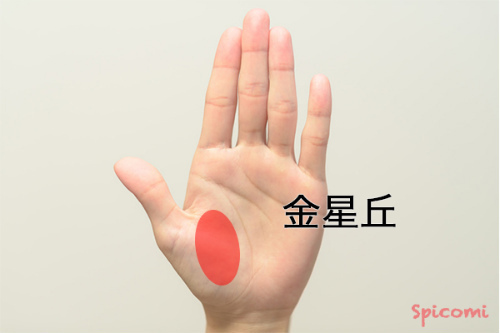 ［手相占い］金星丘