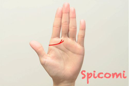 千金紋（成り上がり線）が二股に枝分かれしている