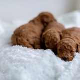 【夢占い】子犬の夢の意味29選！抱っこ・2匹・助ける・茶色