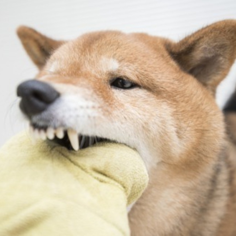 犬の本気噛みの対処方法 しつけ方7個 攻撃噛みが治らない Spicomi