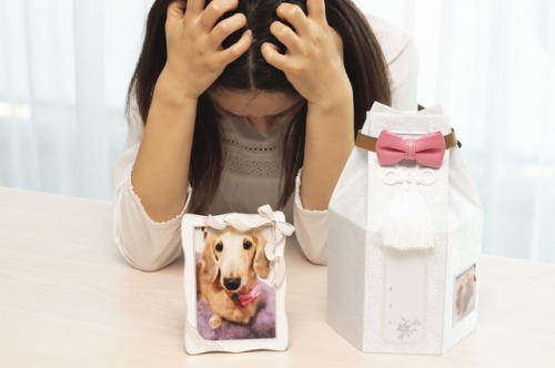 ペットが亡くなった時にかける言葉は ペットロスの友人 知人へ Spicomi