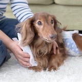 犬の老衰時の症状と死ぬ間際の末期症状7個は？鳴く・痙攣？