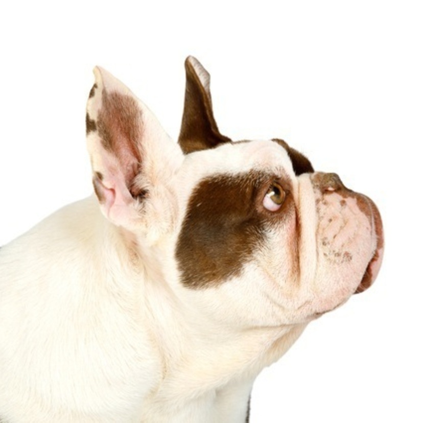 中型犬の人気ランキング種類 性格や特徴は Spicomi