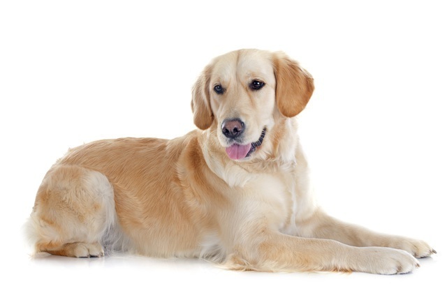 大型犬の人気ランキング30種類 性格や特徴は Spicomi