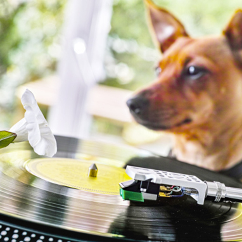 犬が好きな音や音楽10個！犬が喜ぶ音は？おすすめ動画