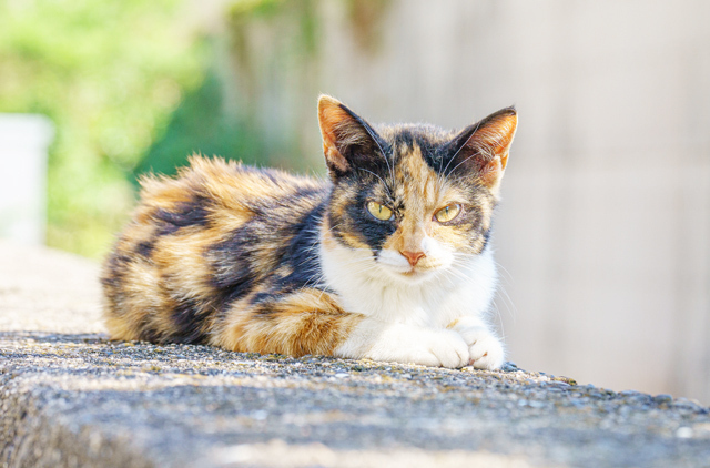 野良猫が来る家運気