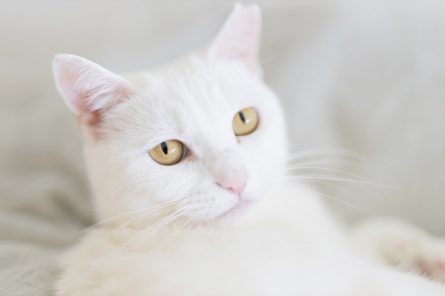 白猫のスピリチュアルな意味4個 白猫が来る家の運気は Spicomi