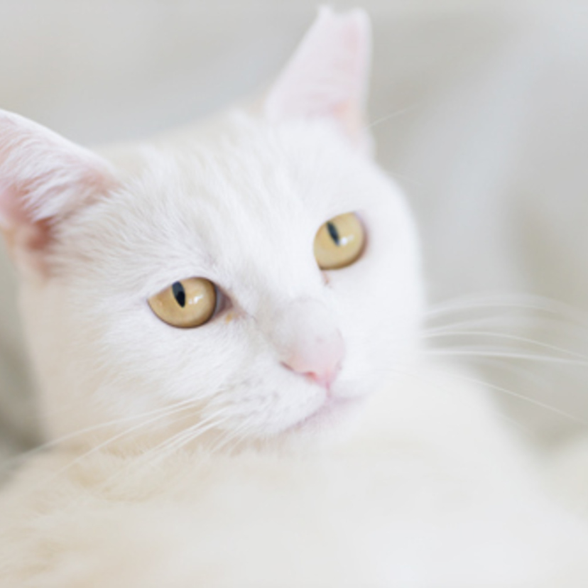 白猫のスピリチュアルな意味4個 白猫が来る家の運気は Spicomi