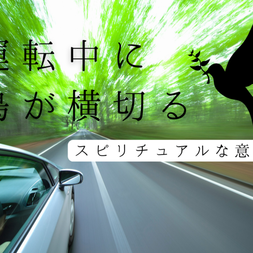 運転中に鳥が横切るスピリチュアルな意味とは？他の動物の意味一覧も！