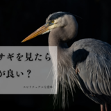 アオサギを見たら縁起が良い？スピリチュアルな意味・象徴・シンボルや考察