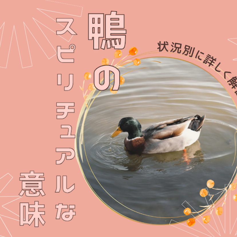 鴨のスピリチュアルな意味8選｜鴨の死骸やつがいなど状況別に詳しく解説！