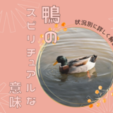 鴨のスピリチュアルな意味8選｜鴨の死骸やつがいなど状況別に詳しく解説！