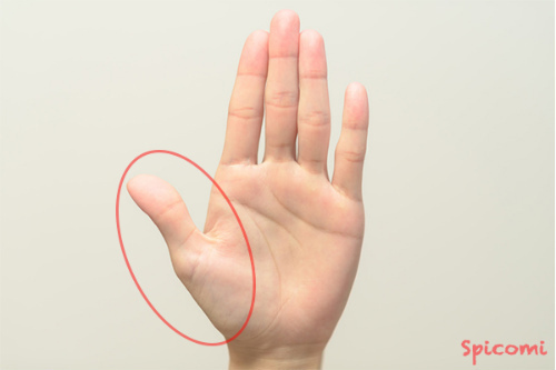 手相占い 親指周辺にある手相の形や線の意味24パターン Spicomi