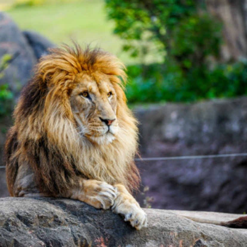 動物占いライオンの特徴28個！性格・恋愛・仕事・相性・芸能人