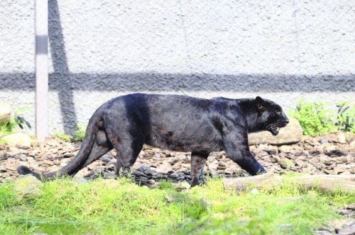 動物占い 黒ひょうの性格的特徴と恋愛 結婚 仕事 相性 芸能人 Spicomi