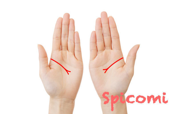 頭脳線 知能線の枝分かれ 二股 3本 の意味選 幸運 手相占い Spicomi