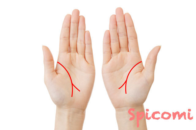 生命線が二股に分かれる手相16個 両手 左手 右手 海外 上 下 Spicomi
