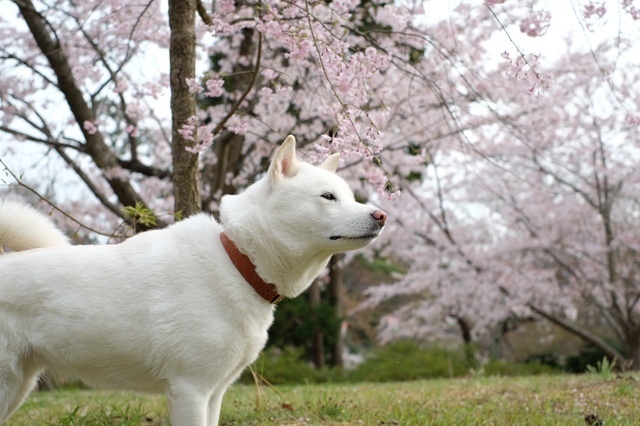 北海道犬（ほっかいどういぬ）［犬の種類］