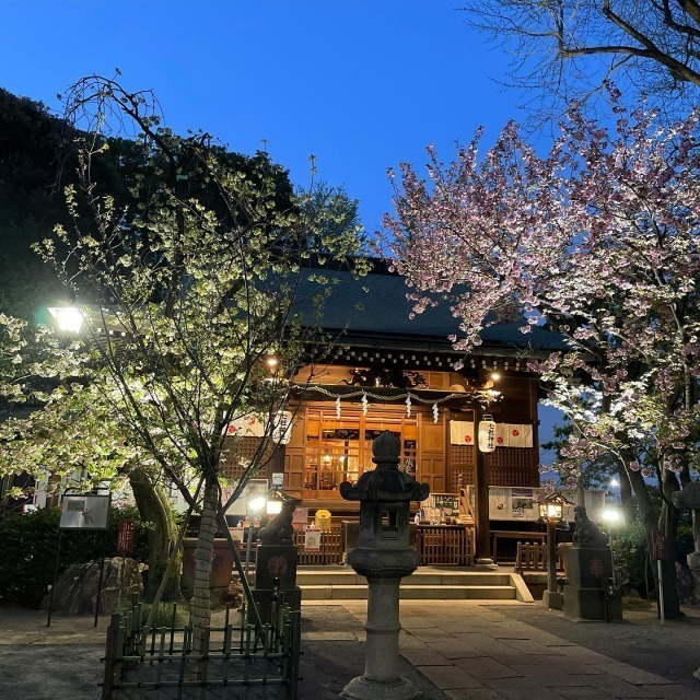 七社神社にてライトアップされた桜