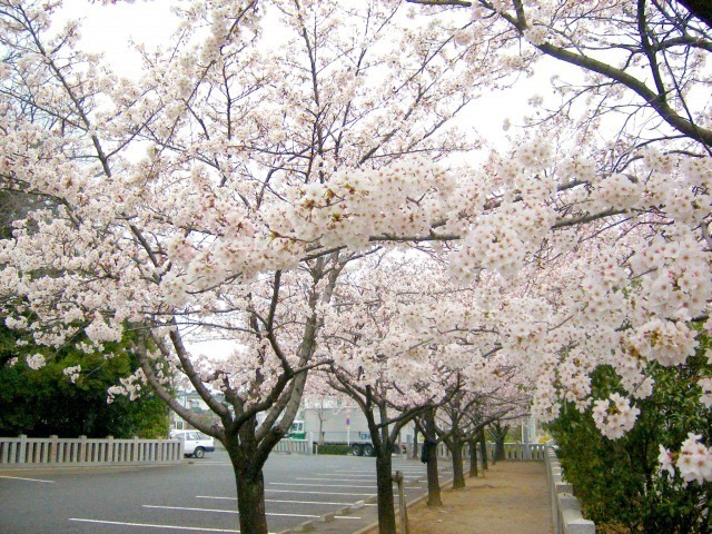 上野総社神社の桜