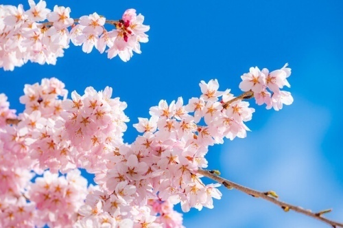 ①桜