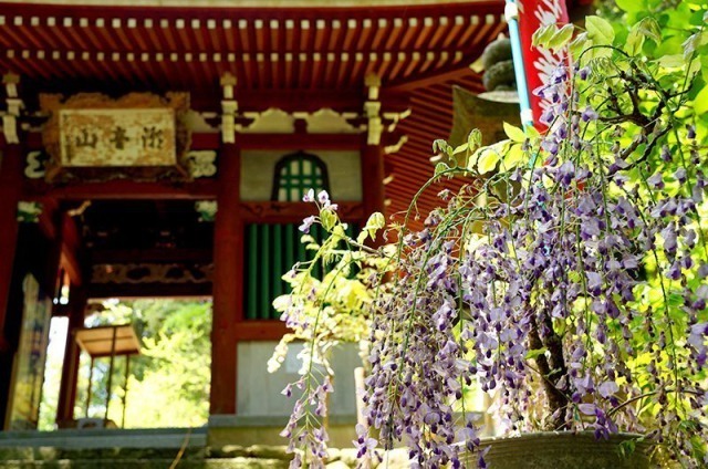 太江寺の藤の花と正門