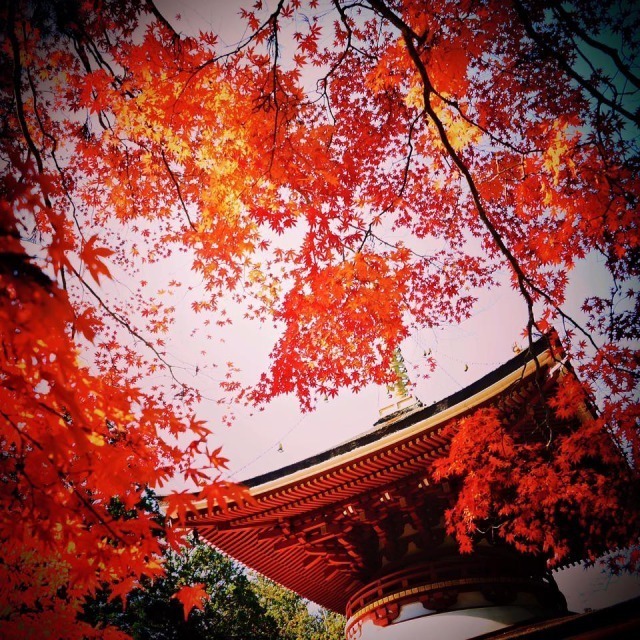 金剛峯寺の紅葉