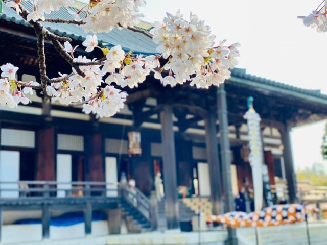 金剛峯寺の桜の景色