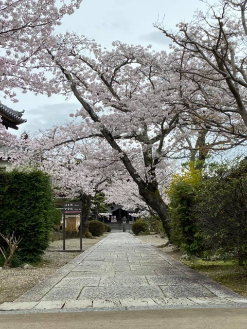 橘寺の桜
