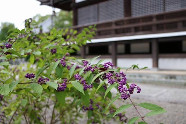 橘寺の紫式部の花