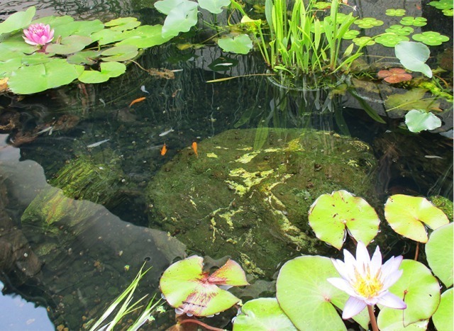 全興寺の池
