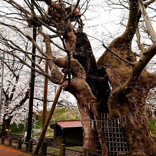 金峯神社の御神木