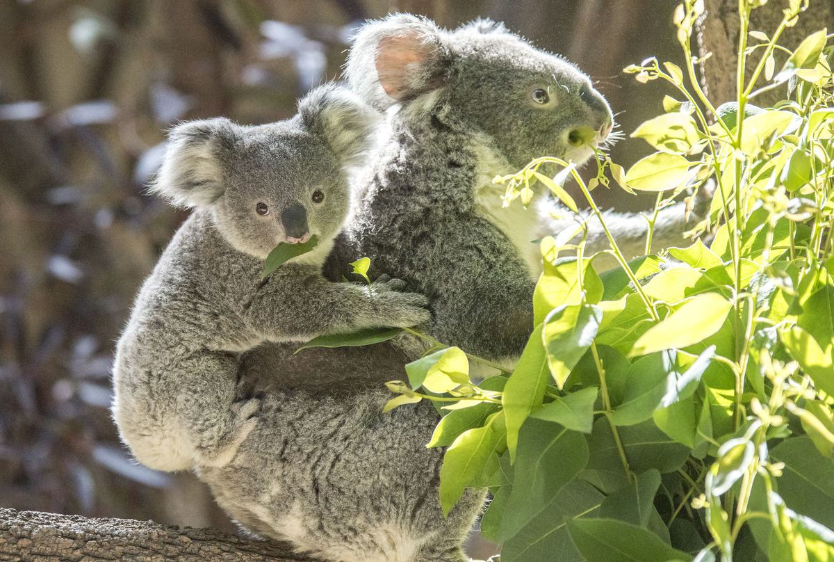 オーストラリアのコアラ