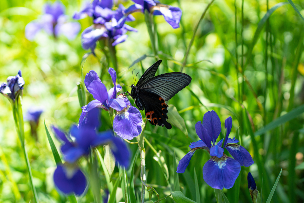 黒い蝶　花