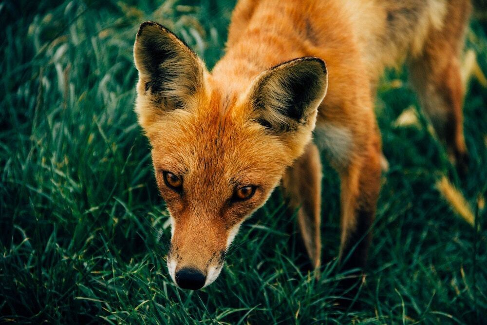 狐の画像