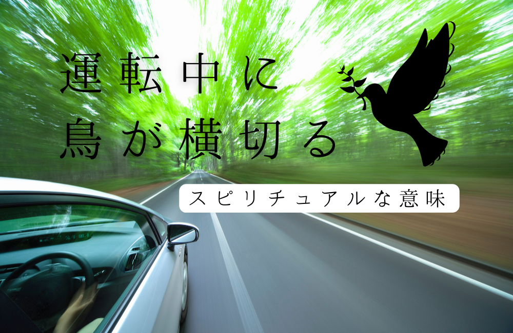 運転中に鳥が横切るスピリチュアルな意味 5選