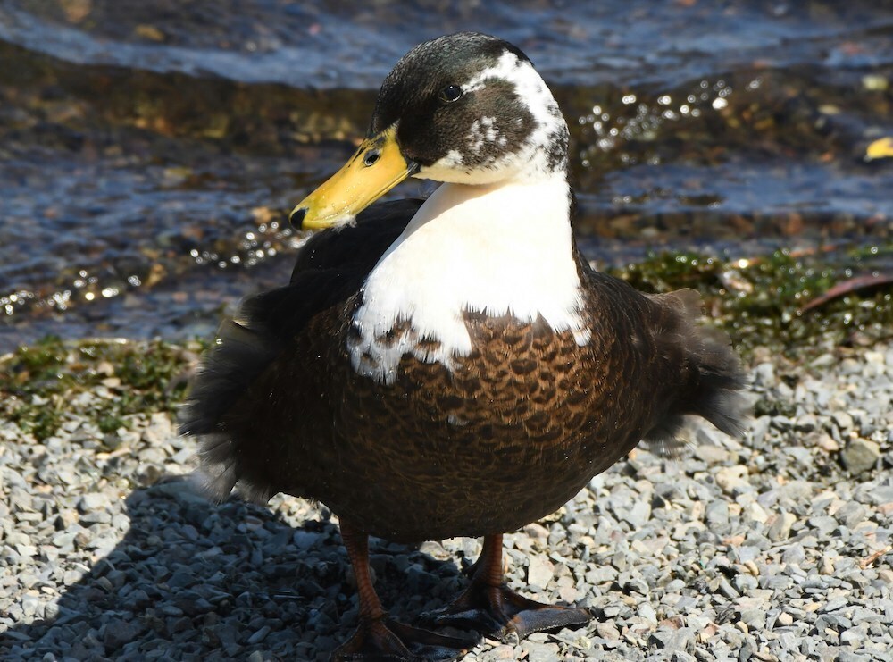 かわいい鴨の画像