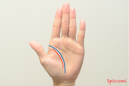 ［手相占い］生命線の内側で親指の付け根の領域に生命線がある手相の意味