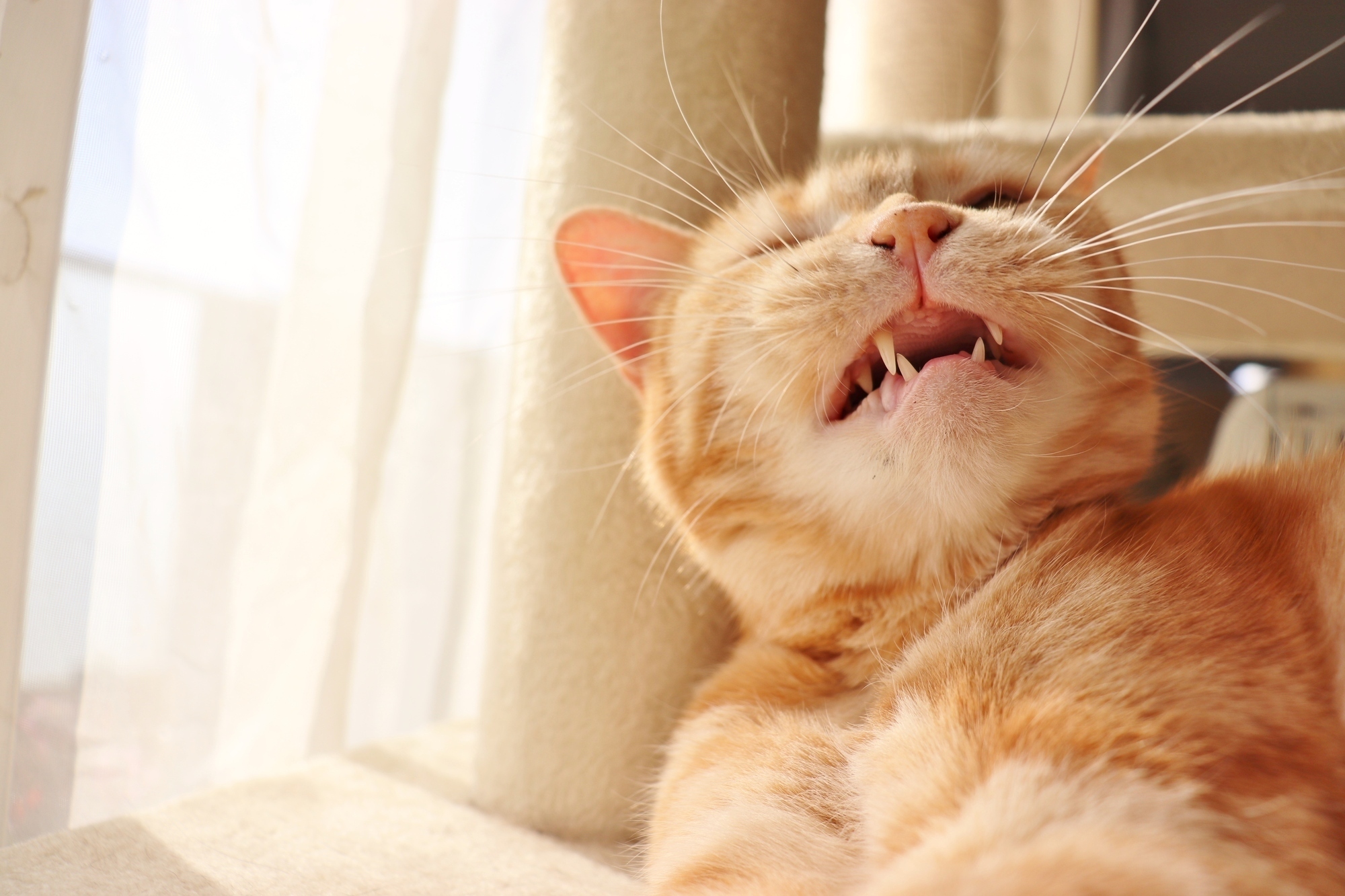 くしゃみをする猫の画像