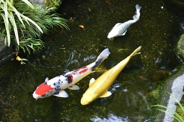鯉［仕事運アップ待ち受け・壁紙画像］