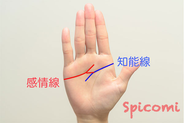 ［手相占い］枝線が真横に伸び、知能線とつながっている感情線