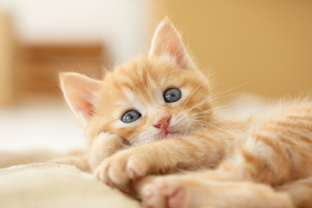 神秘的な猫の画像