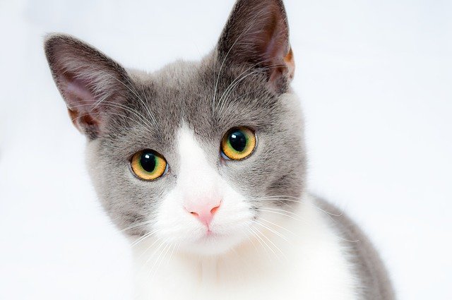猫［恋愛運アップ待ち受け・壁紙画像］